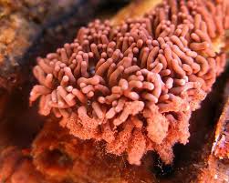 Attēlu rezultāti vaicājumam “Diderma deplanatum”