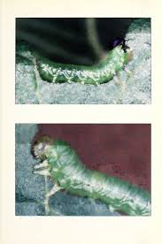 Attēlu rezultāti vaicājumam “Bitoma crenata imago”