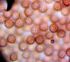 Attēlu rezultāti vaicājumam “Symphytocarpus impexus spores”