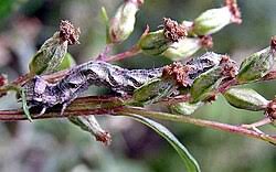 Attēlu rezultāti vaicājumam “Cucullia fraudatrix”