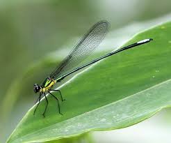 Attēlu rezultāti vaicājumam “Calopterygidae”