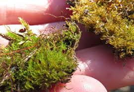 Attēlu rezultāti vaicājumam “Campylophyllum sommerfeltii”