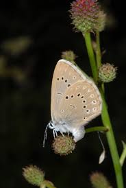 Attēlu rezultāti vaicājumam “Maculinea teleius”