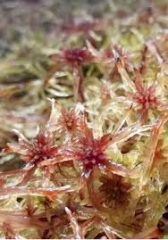 Attēlu rezultāti vaicājumam “Sphagnum russowii”