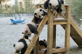 Image result for pandas