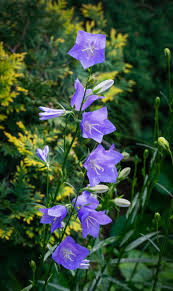 Attēlu rezultāti vaicājumam “Campanula patula fruit”