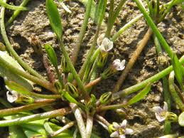 Attēlu rezultāti vaicājumam “Limosella aquatica”