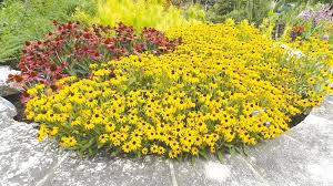Image result for Rudbeckia Paradisio