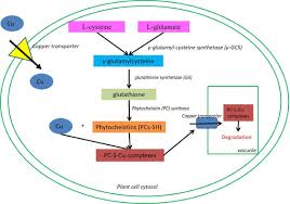 Attēlu rezultāti vaicājumam “Cinclidotus danubicus cells”