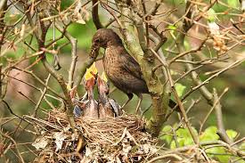 Attēlu rezultāti vaicājumam “Turdus viscivorus nest”