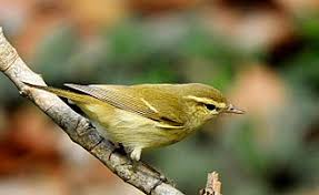 Attēlu rezultāti vaicājumam “Phylloscopus trochiloides adult”