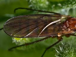 Attēlu rezultāti vaicājumam “Mycetophilidae”