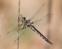 Attēlu rezultāti vaicājumam “Cordulidae”
