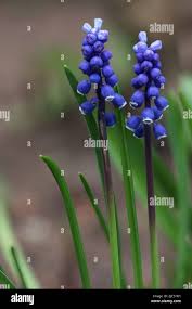 Attēlu rezultāti vaicājumam “Muscari botryoides flower”