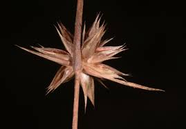 Attēlu rezultāti vaicājumam “Juncus capitatus”