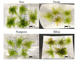 Attēlu rezultāti vaicājumam “Sphagnum palustre”