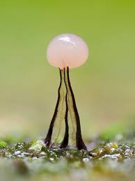 Attēlu rezultāti vaicājumam “Comatricha meandrispora”