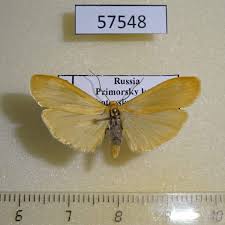 Attēlu rezultāti vaicājumam “Eilema sororcula”