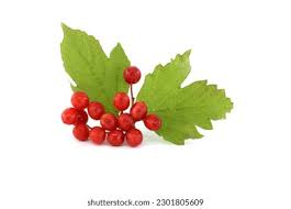 Attēlu rezultāti vaicājumam “Viburnum opulus fruit”