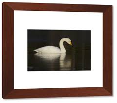 Attēlu rezultāti vaicājumam “Cygnus cygnus adult”