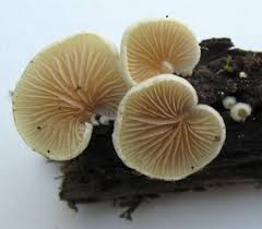 Attēlu rezultāti vaicājumam “Crepidotus versutus”