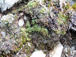 Attēlu rezultāti vaicājumam “Saelania glaucescens”