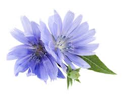 Image result for Chicorée