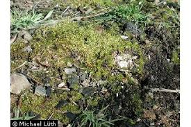 Attēlu rezultāti vaicājumam “Funaria hygrometrica”