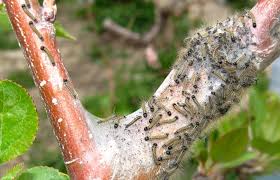Attēlu rezultāti vaicājumam “Malacosoma neustria larva”