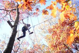 Image result for Hale Barns Dojo