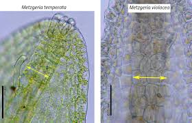 Attēlu rezultāti vaicājumam “Metzgeria violacea”