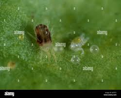 Attēlu rezultāti vaicājumam “Panonychus”