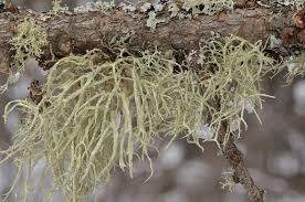 Attēlu rezultāti vaicājumam “Evernia mesomorpha”