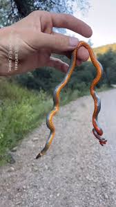 Attēlu rezultāti vaicājumam “Serpentes”