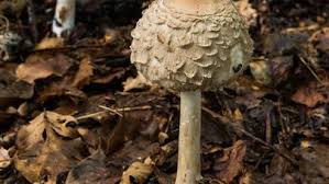 Attēlu rezultāti vaicājumam “Macrolepiota rhacodes”