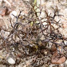 Attēlu rezultāti vaicājumam “Cetraria aculeata”