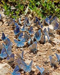 Attēlu rezultāti vaicājumam “Polyommatus icarus”