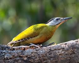 Attēlu rezultāti vaicājumam “Picus canus female”