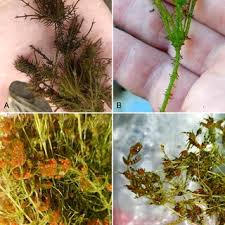 Attēlu rezultāti vaicājumam “Chara aspera male”