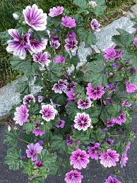 Image result for Malva sylvestris 'Zebrina'