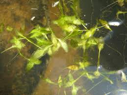 Attēlu rezultāti vaicājumam “Lemna trisulca”