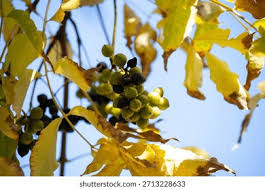 Attēlu rezultāti vaicājumam “Phellodendron amurense bud”