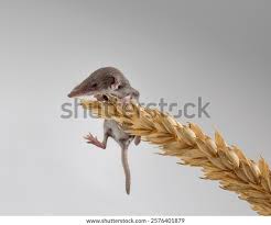 Attēlu rezultāti vaicājumam “Sorex araneus”