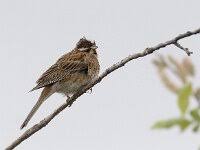 Image result for Emberiza leucocephalos