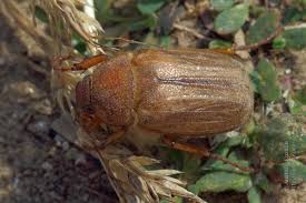 Attēlu rezultāti vaicājumam “Amphimallon solstitiale imago”
