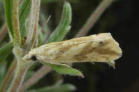 Attēlu rezultāti vaicājumam “Thiodia citrana”