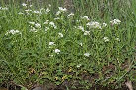 Attēlu rezultāti vaicājumam “Cardamine amara”