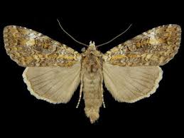 Attēlu rezultāti vaicājumam “Anaplectoides prasina”