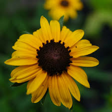 Image result for Rudbeckia fulgida