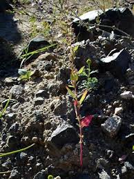 Attēlu rezultāti vaicājumam “Chenopodium rubrum”
